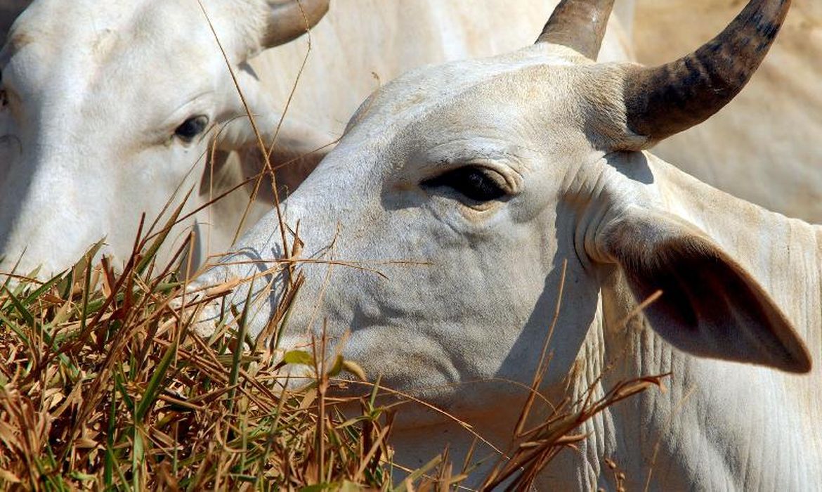 Carne bovina do Brasil passa a pagar tarifa de 67% para entrar na China